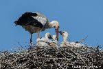 Weißstorch auf Nest mit Nachwuchs