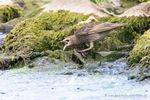 Junger Star