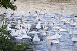 Schwanensee