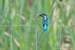 Eisvogel fischt