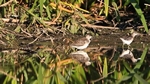 Bruchwasserläufer