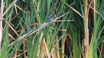 Eisvogel fischt