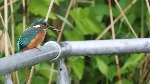 Eisvogel mit Fisch