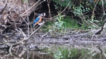 Eisvogel schlägt Fisch