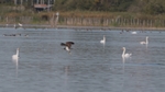 Fischadler fischt