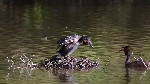 Haubentaucher