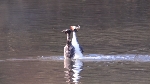 Pinguintanz der Haubentaucher