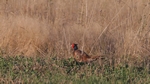 Jagdfasan