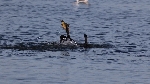 Kormoran fischt