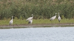 Kraniche am Ufer