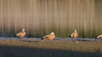 Nilgänse am Ufer