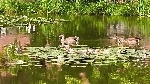 Nilgänse auf Dorfteich