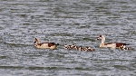 Nilgansfamilie auf dem Wasser