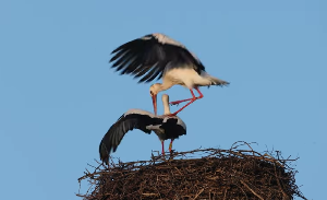 Paarung Weißstörche