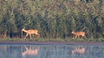 Rehe am Schilfrand