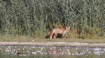 Rotfuchs an der wasserkante