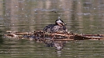 Rothalstaucher auf dem Nest