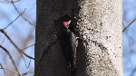 Schwarzspecht an der Höhle