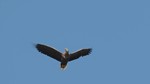 Seeadler Flug
