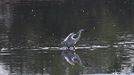 Seidenreiher fischt