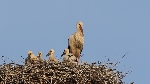 Storchennest, Ausbessern, Füttern