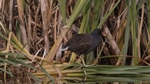 Teichhuhn