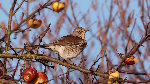 Wacholderdrossel im Apfelbaum
