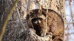 Waschbär an der Höhle