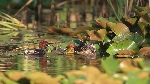 Zwergtaucher beim Nestbau