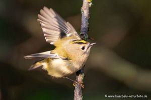 Wintergoldhähnchen