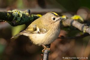 Wintergoldhähnchen