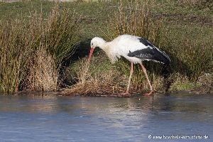 Weißstorch überwintert