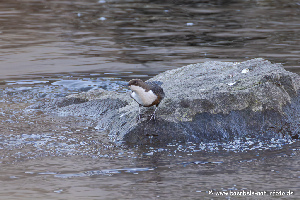 Wasseramsel