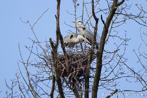Graureiher-Kolonie