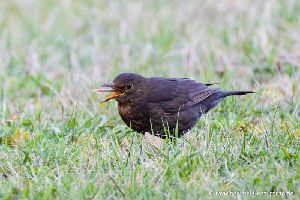 Amsel