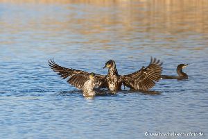 Kormoran