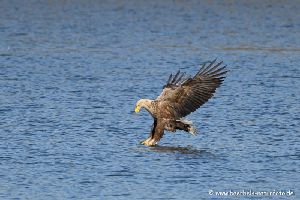 Seeadler