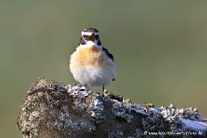 Braunkehlchen