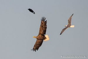 Seeadler