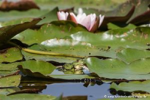 Grünfrosch