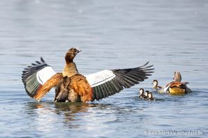 Nilgans