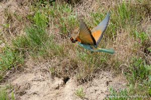 Bienenfresser