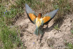 Bienenfresser