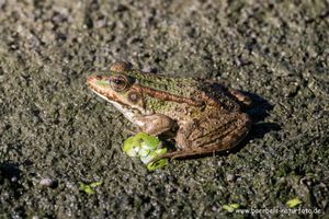 Grünfrosch