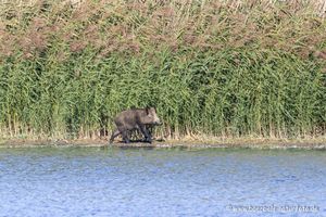 Wildschwein