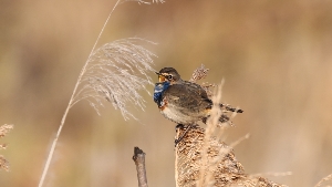 Blaukehlchen singt