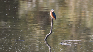 Eisvogel