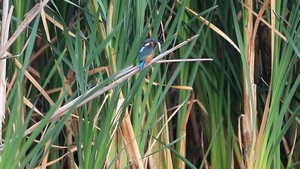 Eisvogel