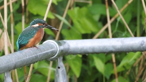 Eisvogel