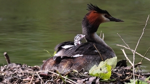 Haubentaucher